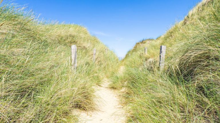 Listings - pathway surrounded with grasses